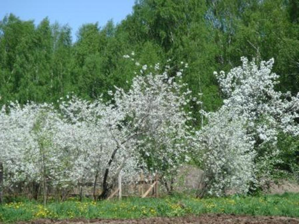 Вишня владимирская фото дерева